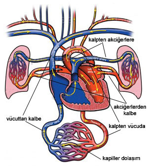 Dolaşım Organları