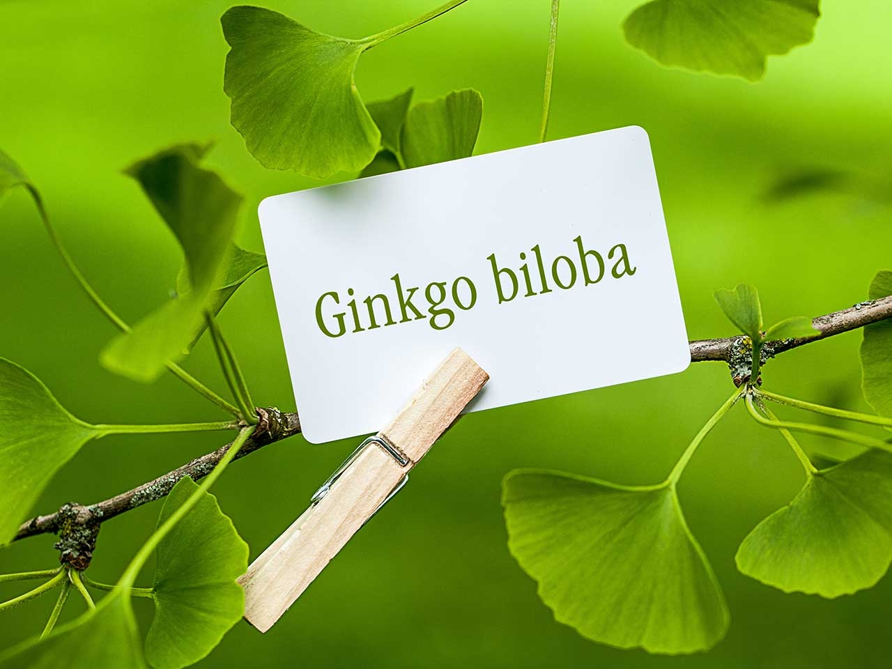 Zihin ve baş dönmesinde Ginkgo biloba etkisi